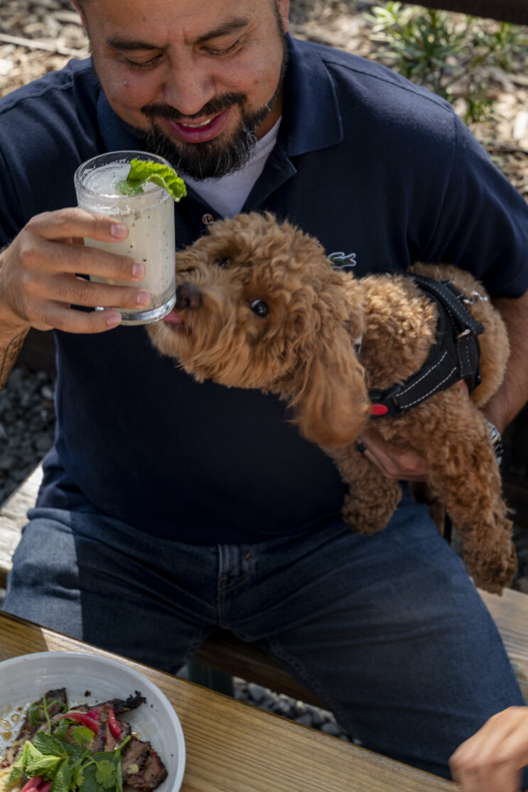 small brown dog being held on the patio at loro